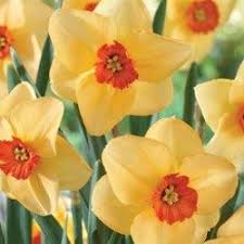 Altruist Daffodil Daffodil Bulbs Bulb Flowers Daffodils