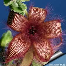 Image result for Mostuea hirsuta