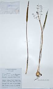 Image result for Burnatia enneandra