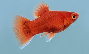 Ich möchte den kostenlosen monatlichen. Korallenplaty Xiphophorus Maculatus Tetra Aquaristik Blog