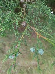 Image result for Cupressus lusitanica
