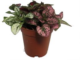 Image result for Hypoestes cancellata