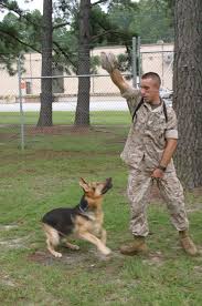 Look good, feel good, are good & (especially) do good. Kennel S Top Dog Sent To Iraq For Second Time Sniffing Out Weapons Terrorists Marine Corps Air Station Beaufort News View