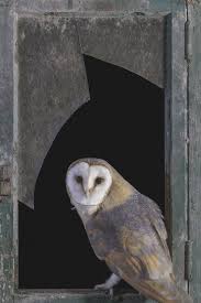 Night Hunter I Shot This Barn Owl Just Now Pretty Happy With The Result Woww What An Experience What An Awesome Bird You Have Got To Love Nature And Di 2020