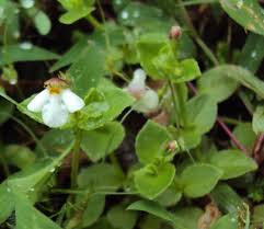 Image result for Craterostigma nummulariifolium