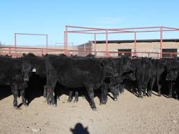 83 Black And Black Whiteface Angus Cross Replacement Heifers For Sale New Mexico For More Information Click On The Image Whiteface Cattle For Sale Heifer