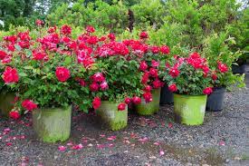 We create ideal landscapes™ for our patrons. Wholesale Landscape Supplies In Salisbury Ma Landscape Supplies