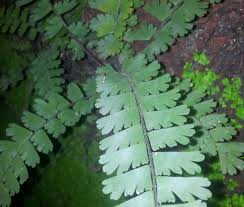 Image result for Adiantum patens