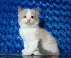 Black And White Kittens For Sale Essex 