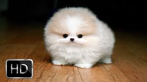 Share on facebook share on pinterest. Fluffy Puppies Are Very Happy Youtube