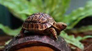 Reptmart is your online source for live turtles and tortoises for sale. What To Know Before Buying A Tortoise Pisces Pet Emporium