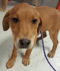 Animal Id 38189866 Species Dog Breed Retriever Mix Age 2 Months 27 Days Gender Male Size Small Color Golden Site Department Of Animal Dog Adoption Animals Dogs