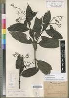 Image result for Gaertnera paniculata