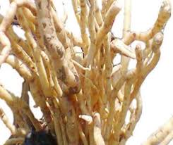 Image result for Mondia ecornuta