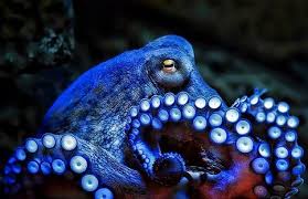 I Wonder How Hard It Would Be To Keep A Small Octopus As A Pet Or If I Would Need Some Sort Of Permit Or Someth Octopus Underwater Creatures Ocean Creatures