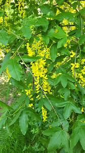Image result for Laburnum