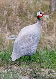 Guinea Fowl Birds That Look Like Turkeys Pin On Montana Birds