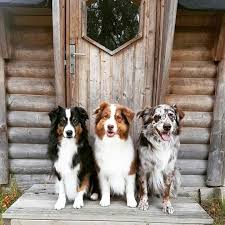 Western australian shepherd rescue will not place dogs for any kind of guard duty. Australianshepherd Dog Breed Information Popular Pictures Australian Shepherd Dogs Shepherd Dog Breeds Cute Dogs