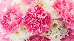 Sus hojas son grandes y oblongas, de color verde, púrpura, rojizo o variegado. Cuales Son Las Flores Mas Bonitas Del Mundo Nombres Y Fotos