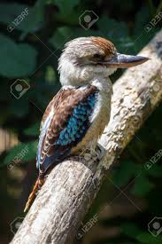 Gigas) of australia that is about the size of a crow and has a call resembling loud laughter —called also laughing jackass. A Kookaburra Bird Perched On A Branch Of A Tree Stock Photo Picture And Royalty Free Image Image 81994978