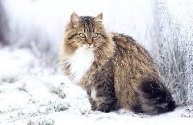 She is spayed, up to date o. Siberian Cat Breed Size Appearance Personality