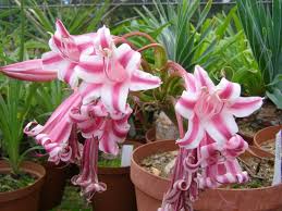 Image result for Crinum stuhlmannii