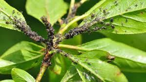 They distort the growth of leaves, and can infect the plant with viruses. Peter Cundall Aphids Arrival Signals Time For Killing Spree The Weekly Times