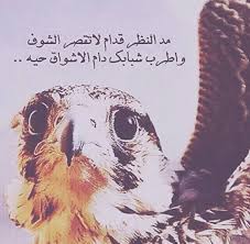 صور بدوية مكتوب عليها أشعار فوتوجرافر funny jokes owl funny