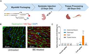 Targeting Duchenne muscular dystrophy by skipping DMD exon 45 with base  editors: Molecular Therapy Nucleic Acids