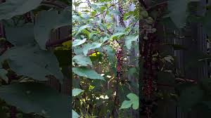 Two types of elderberry not generally recommended for consumption Elderberry And Poke Berry Identification
