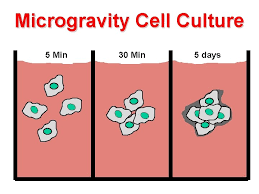 Remove cap and scrub the top of each blood culture bottle with a separate alcohol swab for 30 seconds. Cell Biology And Biotechnology In Space Neal R