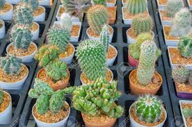 However, many cacti have rainforests too as their natural habitat. The Small Different Types Of Cactus Plants Stock Photo Picture And Royalty Free Image Image 35586887