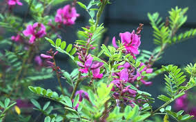 Image result for Indigofera trita