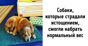magazin ikea v italii puskaet bezdomnyh sobak perenochevat nekotorye uzhe nashli lyubyashih hozyaev sobaki italiya fotografii sobak