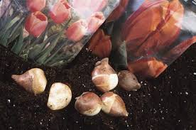 Planting Fall Bulbs For Spring Flowers The Old Farmers