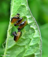Black and orange beetle bugs are a common site throughout north american, resulting in us receiving many inquiries into them. Three Lined Potato Beetle Larvae Ofnc