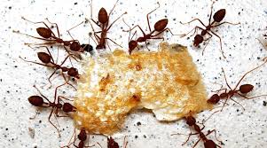 Fourmiculture crée des fourmilières artificielles. Comment Se Debarrasser Des Fourmis Cote Maison