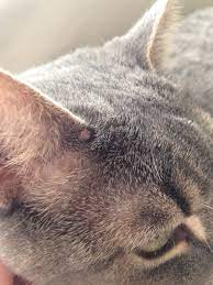 Maybe you would like to learn more about one of these? Small Lump At Base Of Cat S Ear Thecatsite