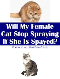 Find the top 100 most popular items in amazon string prime members enjoy free delivery and exclusive access to music, movies, tv shows, original amazon best sellers our most popular products based on sales. 10 Fascinating Cool Tips My Cat Never Sprayed Do Fixed Male Cats Spray Cat Safe Spider Spray My Cat Looks Like He Is Spraying But Isnt Spray To Keep C Admirable