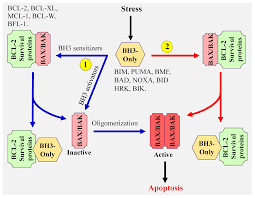 The company has one location. Cancers Free Full Text Targeting Bcl 2 In Cancer Advances Challenges And Perspectives Html