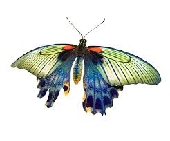 These butterfly rhyme poems are examples of rhyme poems about butterfly. Butterfly Clipart