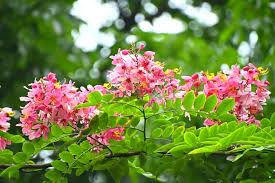 Image result for Cassia agnes