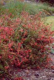 Image result for Scleria laxiflora