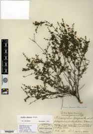 Image result for Hexasepalum sarmentosum