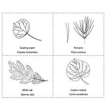 Each of these smilies belongs to the same genus. Create A Dichotomous Key That Identifies The 10 Leaves On The Common Leaves Sheet Look Closely At Those Leaf Samples And Devise A Dichotomous Key That Helps You Identify Them Be Sure