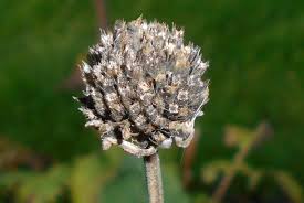 Image result for Cephalaria pungens
