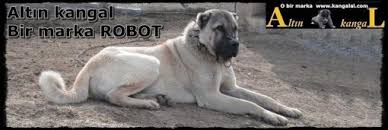 Kangal Aslan Basli Kangal Kopegi Kopek Coban Kopekleri