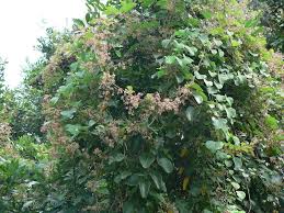 Image result for Tacazzea apiculata