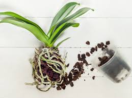 Visualizza altre idee su coltivare orchidee, orchidea, fiori rari. Quando E Come Rinvasare Le Orchidee One Giardinaggio