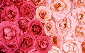 Download and use 80,000+ rose flower stock photos for free. Aesthetic Rose Computer Wallpapers Top Free Aesthetic Rose Computer Backgrounds Wallpaperaccess